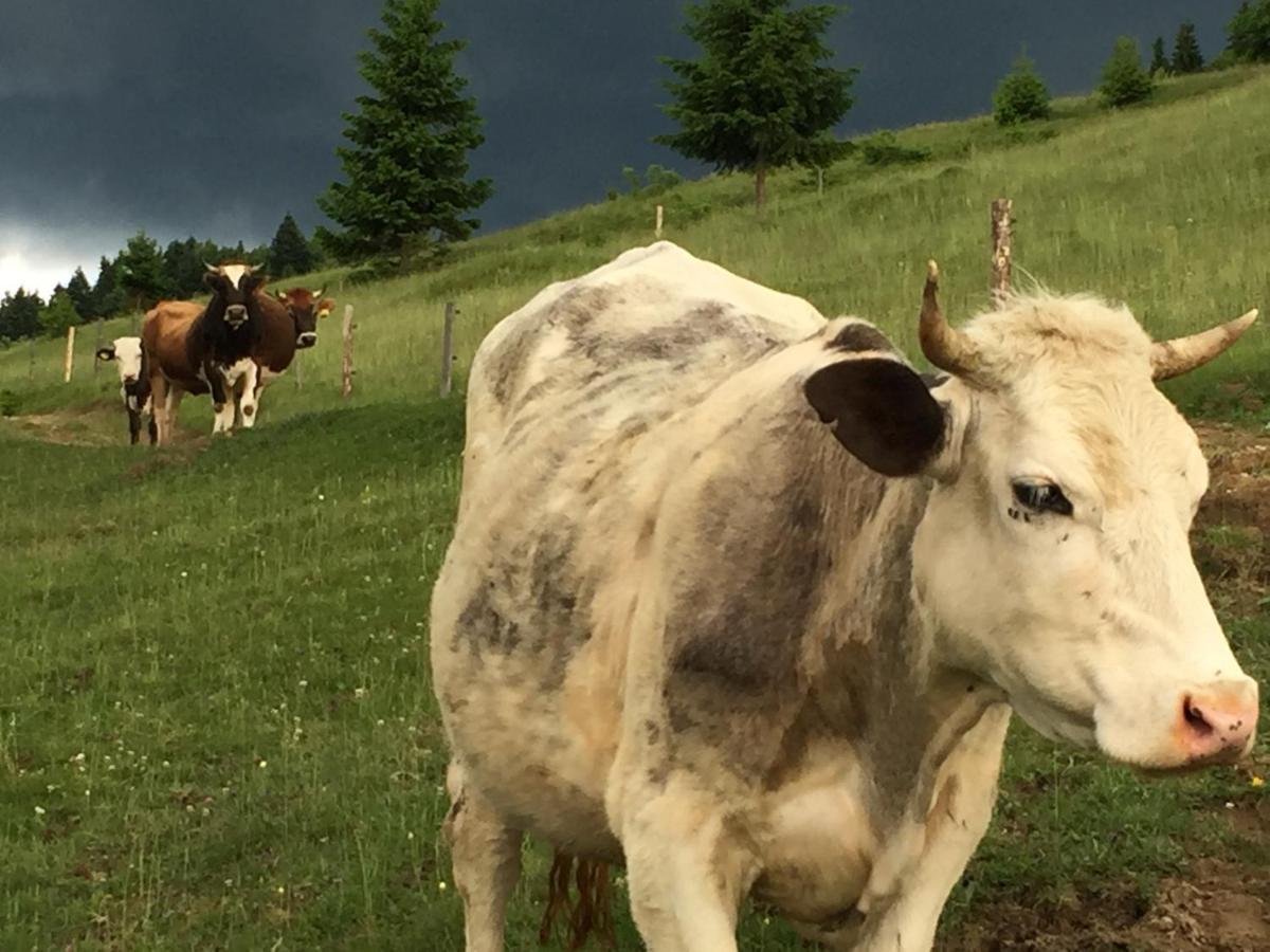Pensiunea Agroturistica Casa Colinita Vatra Moldoviţei Zewnętrze zdjęcie