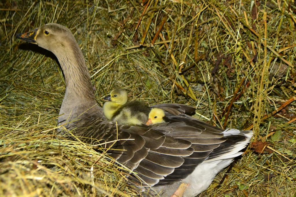 Pensiunea Agroturistica Casa Colinita Vatra Moldoviţei Zewnętrze zdjęcie